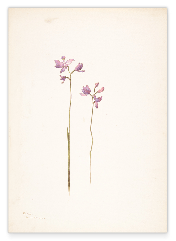 Margaret Neilson Armstrong - Lila Orchideen oder Lilien