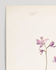 After Hover: Margaret Neilson Armstrong - Lila Orchideen oder Lilien