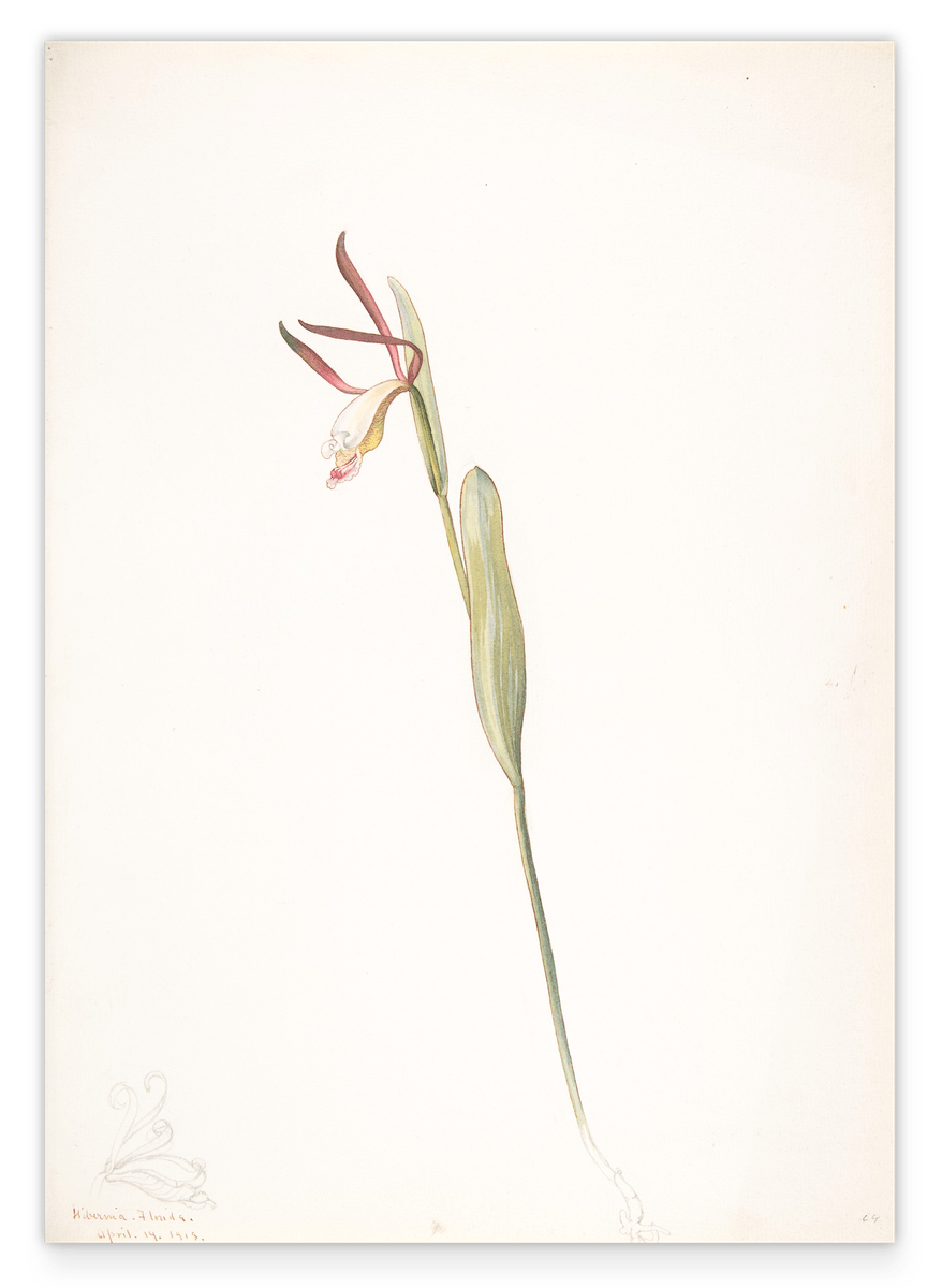 Margaret Neilson Armstrong - Rote und weiße Orchidee