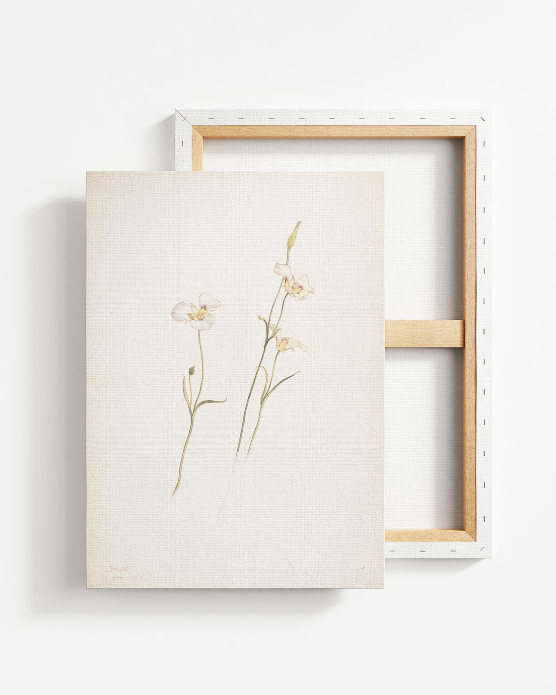 stretched-canvas
