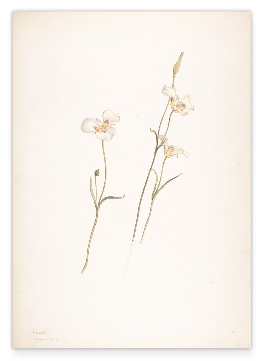 Margaret Neilson Armstrong - Sego Lilien, Calochortus nuttallii