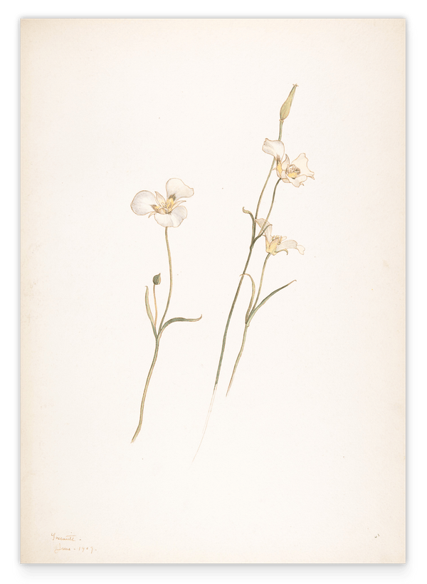 Margaret Neilson Armstrong - Sego Lilien, Calochortus nuttallii