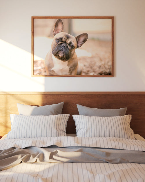 Hunde-Poster-franzoesische-Bulldogge