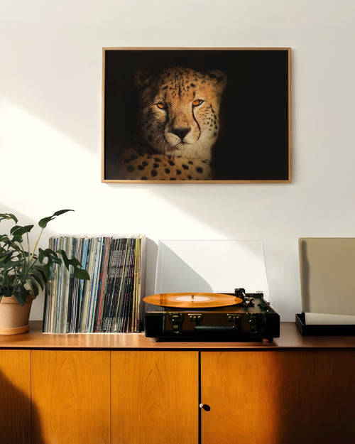 tierposter-online-kaufen-dekoora-gepard